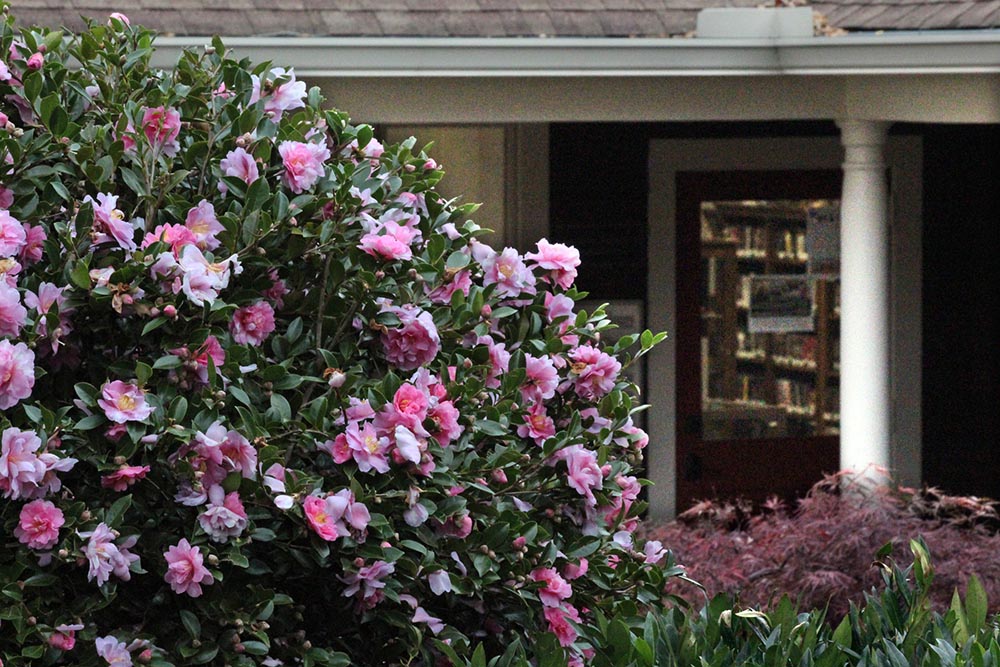 lanier library tryon, nc spring flowers